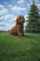 Buddy, a male Poodle - Miniature  for sale in Millersburg, IN – Photo 4 of 5