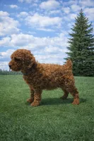 Buddy, a male Poodle - Miniature  for sale in Millersburg, IN – Photo 5 of 5