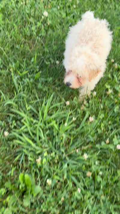 Zeke , a male Poodle - Miniature  for sale in Millersburg, IN – 5 of 5