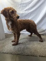 Coco, a female Miniature Goldendoodle for sale in Millersburg, IN – Photo 2 of 7