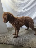 Coco, a female Miniature Goldendoodle for sale in Millersburg, IN – Photo 7 of 7