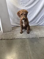 Coco, a female Miniature Goldendoodle for sale in Millersburg, IN – Photo 4 of 7