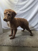 Coco, a female Miniature Goldendoodle for sale in Millersburg, IN – Photo 5 of 7