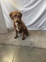 Coco, a female Miniature Goldendoodle for sale in Millersburg, IN – Photo 3 of 7