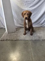 Coco, a female Miniature Goldendoodle for sale in Millersburg, IN – Photo 1 of 7