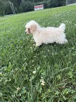 Zeke , a male Poodle - Miniature  for sale in Millersburg, IN – 3 of 5
