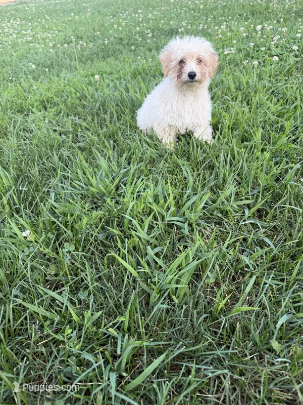 Zeke  – Poodle - Miniature  puppy for sale in Millersburg, IN