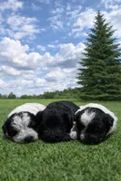 Bud, a male Poodle - Miniature  for sale in Millersburg, IN – Photo 3 of 3