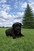 Bud, a male Poodle - Miniature  for sale in Millersburg, IN – Photo 1 of 3