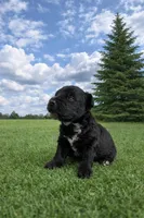 Bud, a male Poodle - Miniature  for sale in Millersburg, IN – Photo 2 of 3