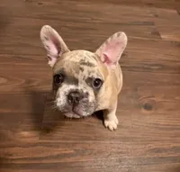 Izzy, a female French Bulldog for sale in Saint Louis, MO – 4 of 5
