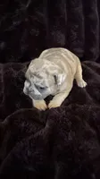 Izzy, a female French Bulldog for sale in Saint Louis, MO – 2 of 5