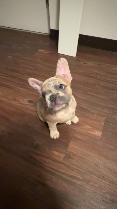 Izzy, a female French Bulldog for sale in Saint Louis, MO – 5 of 5