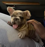 Izzy, a female French Bulldog for sale in Saint Louis, MO – 1 of 5