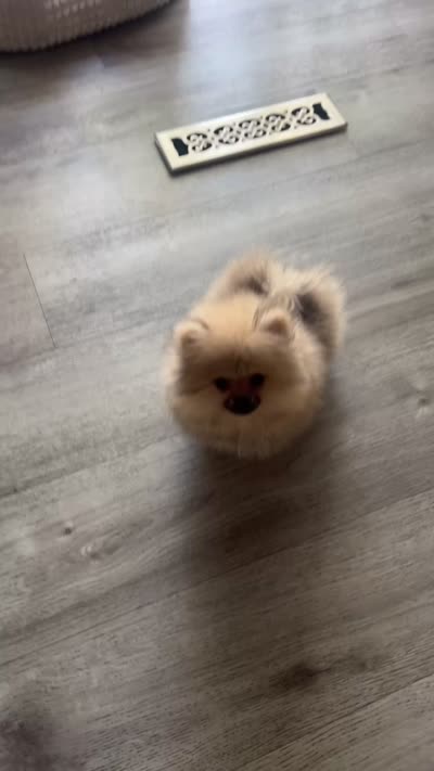 George, a male Pomeranian for sale in Rockford, IL – 2 of 2