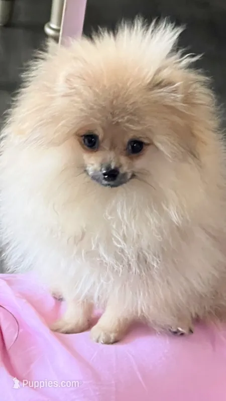 George – Pomeranian puppy for sale in Rockford, IL
