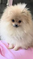George, a male Pomeranian for sale in Rockford, IL – 1 of 2
