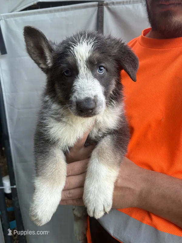 Blue panda female – German Shepherd Dog puppy for sale in Holladay, TN