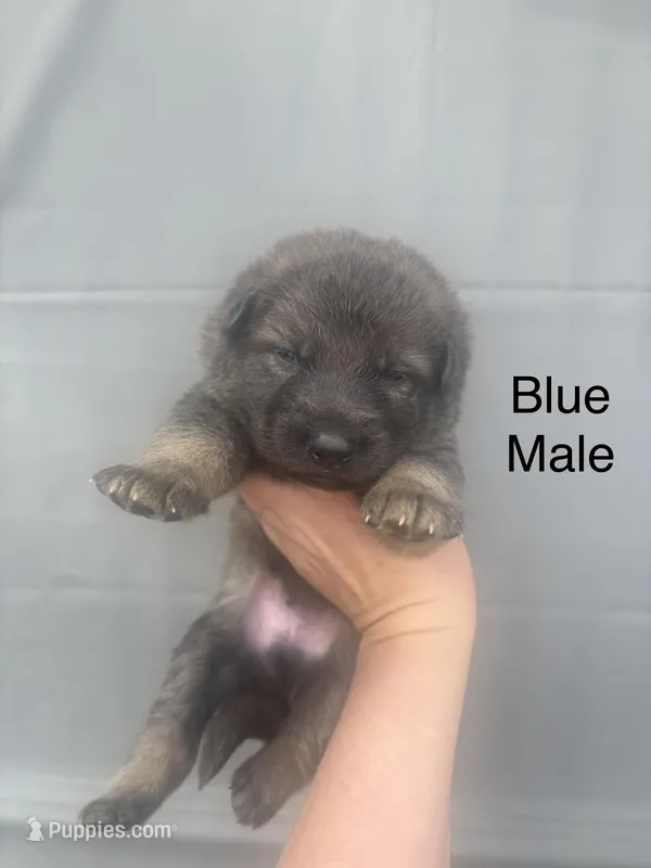 Male 7 – German Shepherd Dog puppy for sale in Holladay, TN