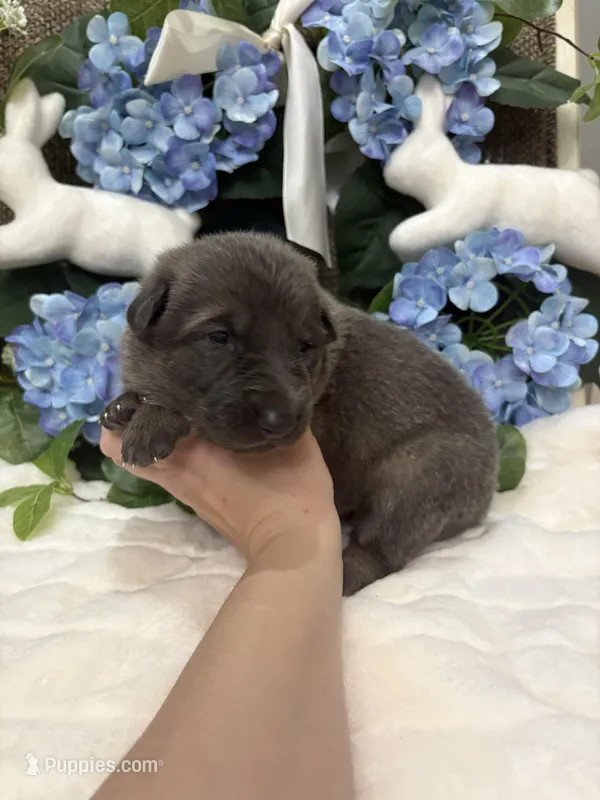 Blue sable female – German Shepherd Dog puppy for sale in Holladay, TN