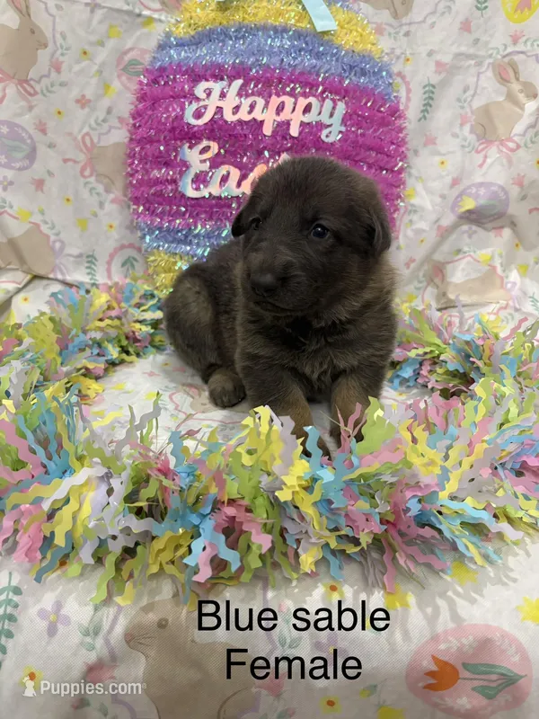 Blue sable female – German Shepherd Dog puppy for sale in Holladay, TN