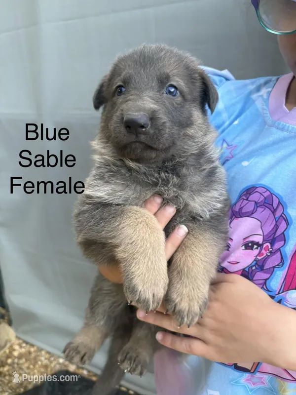 Blue sable female – German Shepherd Dog puppy for sale in Holladay, TN
