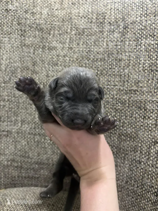 Blue sable – German Shepherd Dog puppy for sale in Holladay, TN