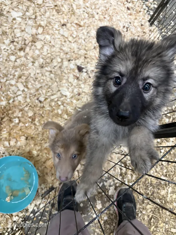 Long coat silver sable 