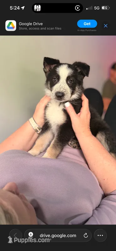 Black panda male – German Shepherd Dog puppy for sale in Holladay, TN