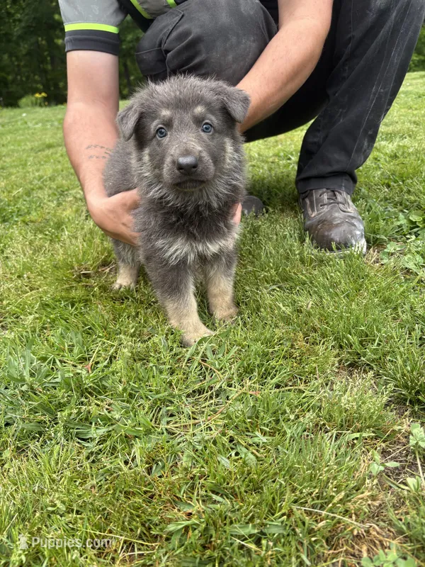 Blue female  – German Shepherd Dog puppy for sale in Holladay, TN