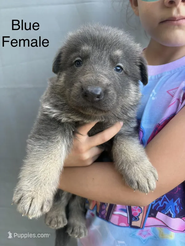 Blue female  – German Shepherd Dog puppy for sale in Holladay, TN