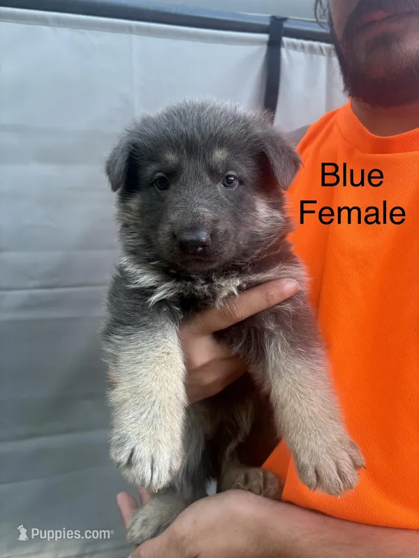 Blue female  – German Shepherd Dog puppy for sale in Holladay, TN