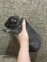 Blue female , a female German Shepherd Dog for sale in Holladay, TN – Photo 2 of 2