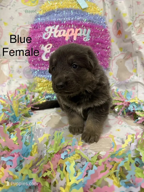 Blue female  – German Shepherd Dog puppy for sale in Holladay, TN