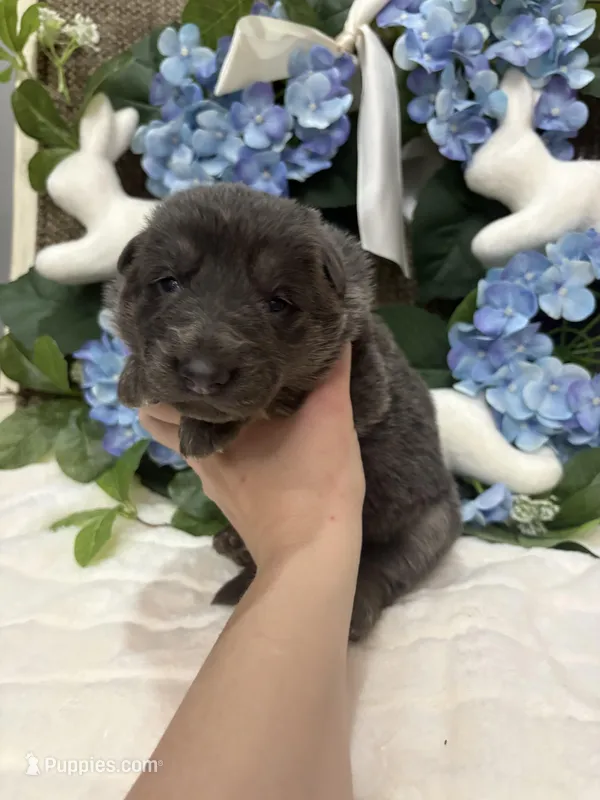 Blue female  – German Shepherd Dog puppy for sale in Holladay, TN