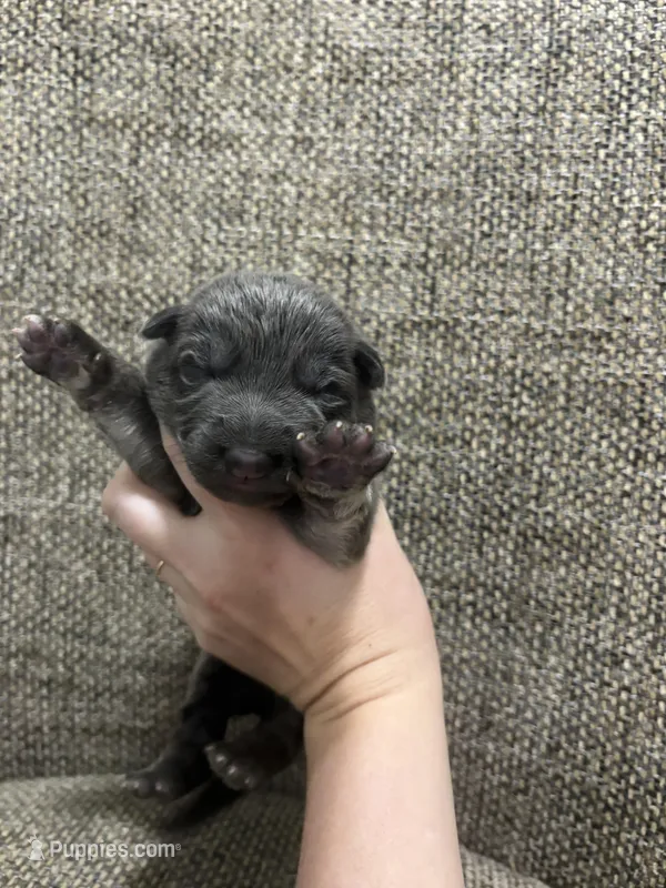 Blue female  – German Shepherd Dog puppy for sale in Holladay, TN