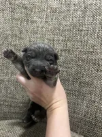 Blue female , a female German Shepherd Dog for sale in Holladay, TN – Photo 1 of 2