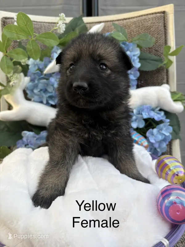 Dark sable female – German Shepherd Dog puppy for sale in Holladay, TN