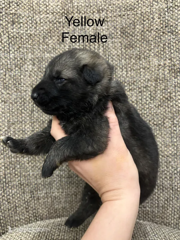 Dark sable female – German Shepherd Dog puppy for sale in Holladay, TN