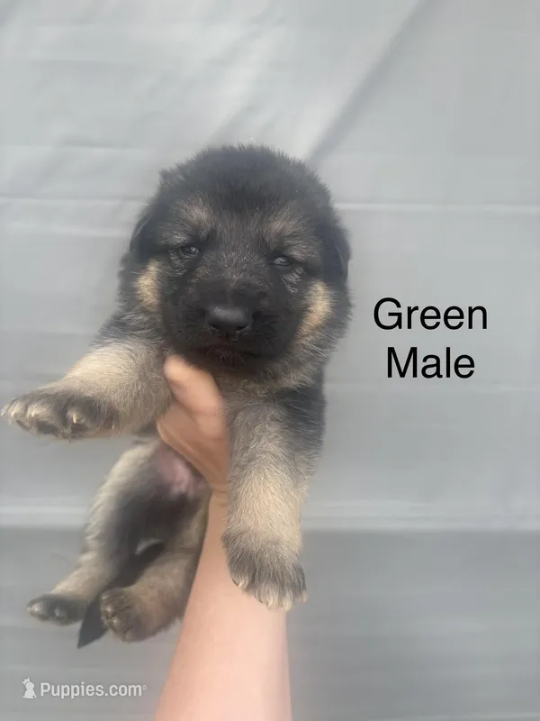 Male 2 – German Shepherd Dog puppy for sale in Holladay, TN