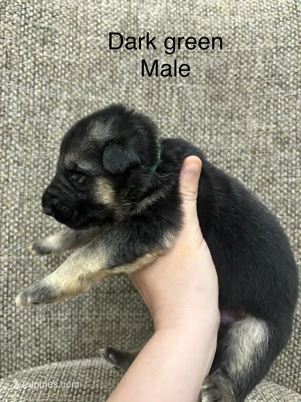 Male 2 – German Shepherd Dog puppy for sale in Holladay, TN