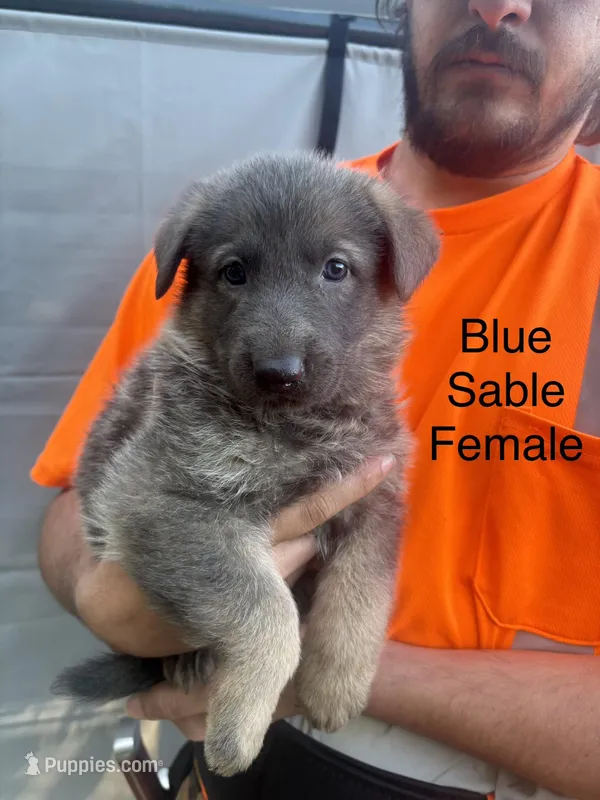 Blue sable female, a female German Shepherd Dog for sale in Holladay, TN – Photo 1 of 1