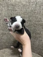 Black panda , a male German Shepherd Dog for sale in Holladay, TN – Photo 2 of 2