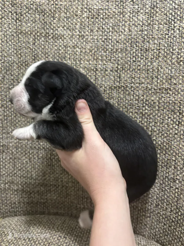 Black panda  – German Shepherd Dog puppy for sale in Holladay, TN