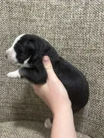 Black panda , a male German Shepherd Dog for sale in Holladay, TN – Photo 1 of 2