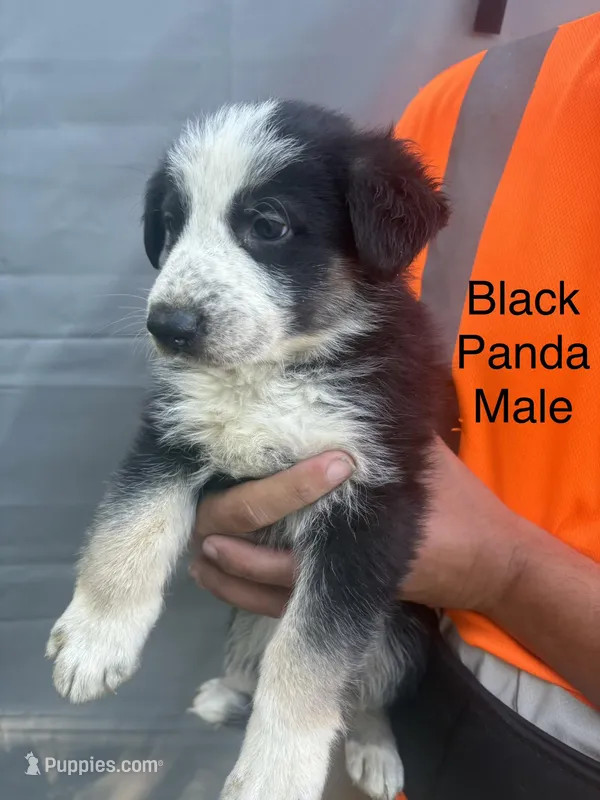 Black panda male – German Shepherd Dog puppy for sale in Holladay, TN