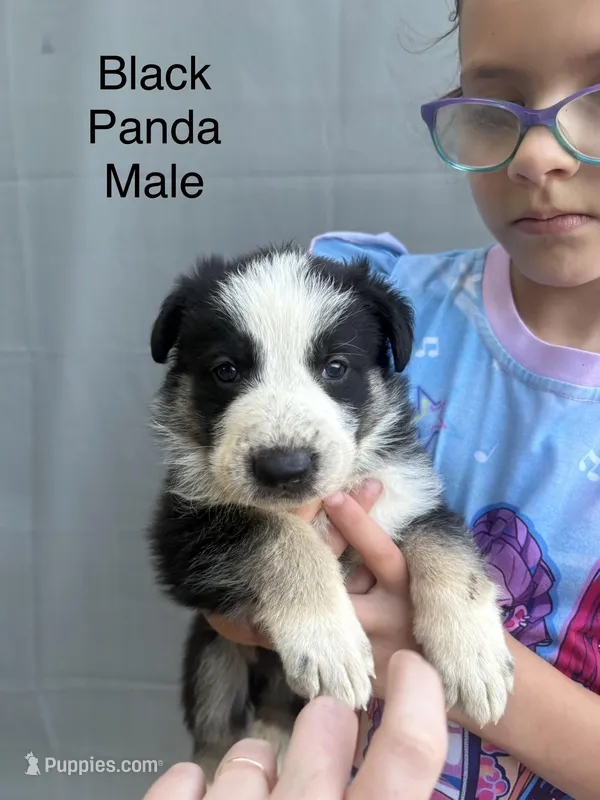 Black panda male – German Shepherd Dog puppy for sale in Holladay, TN