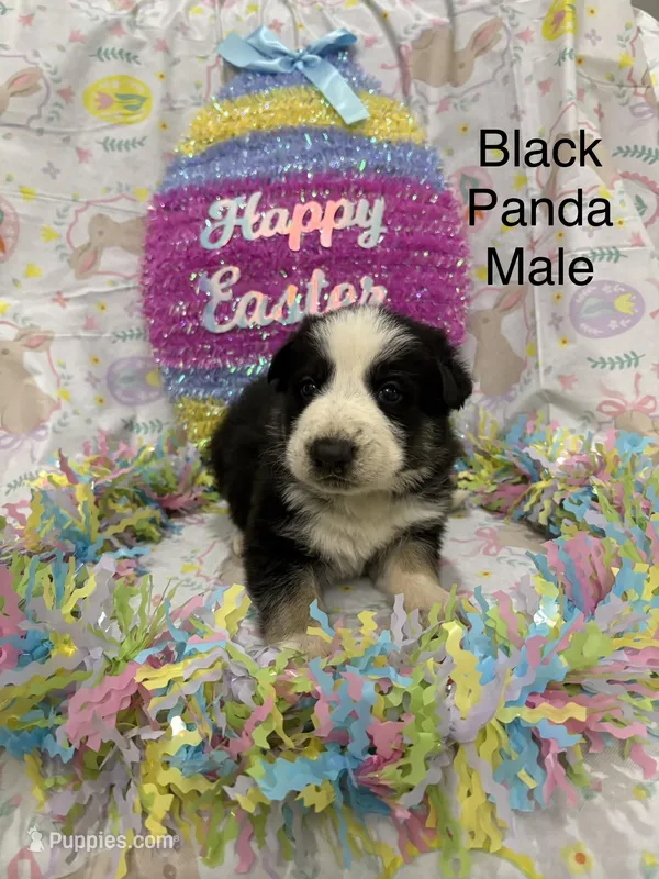 Black panda male – German Shepherd Dog puppy for sale in Holladay, TN