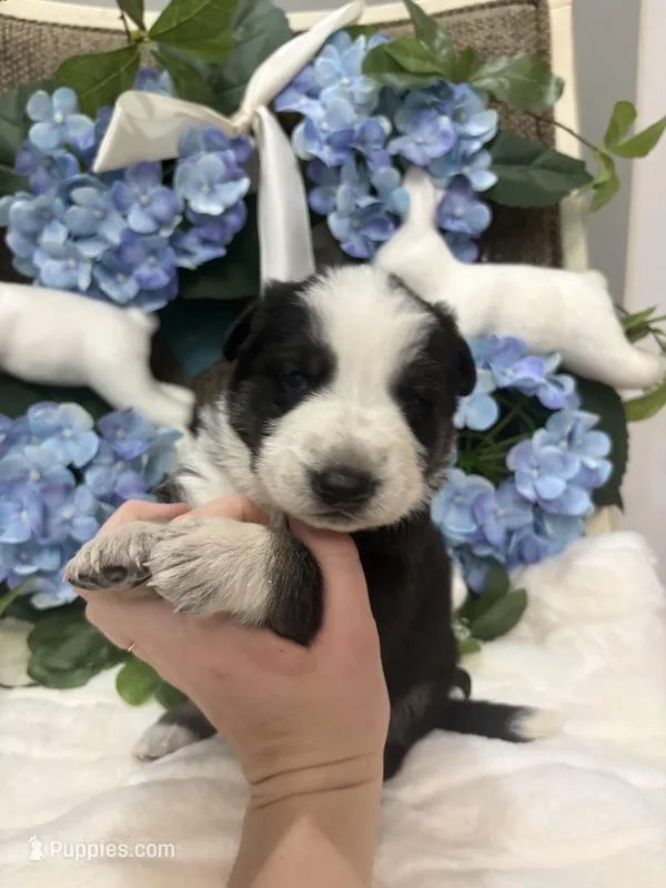 Black panda male – German Shepherd Dog puppy for sale in Holladay, TN