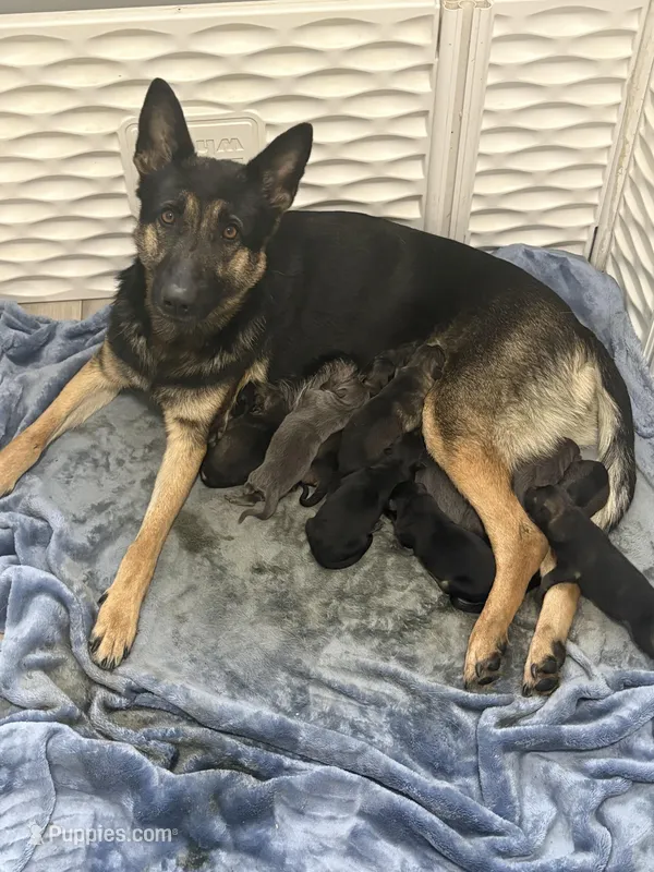 3 females 8 males , a male German Shepherd Dog for sale in Holladay, TN – Photo 1 of 1